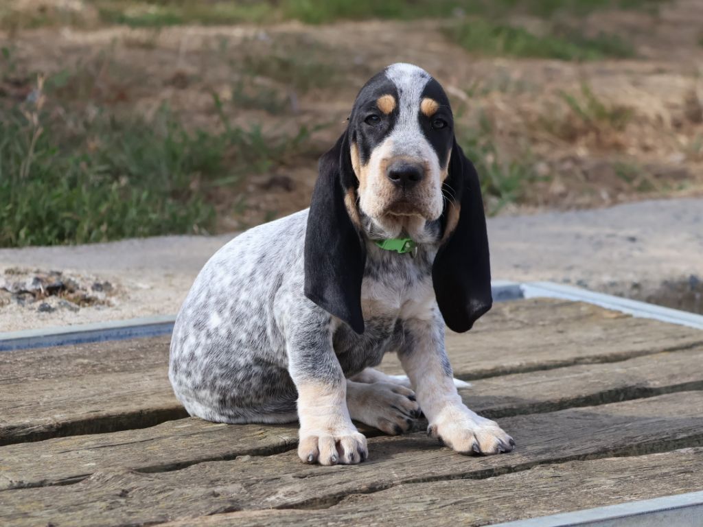 des vallées longeronnaises - Chiots disponibles - Basset bleu de Gascogne