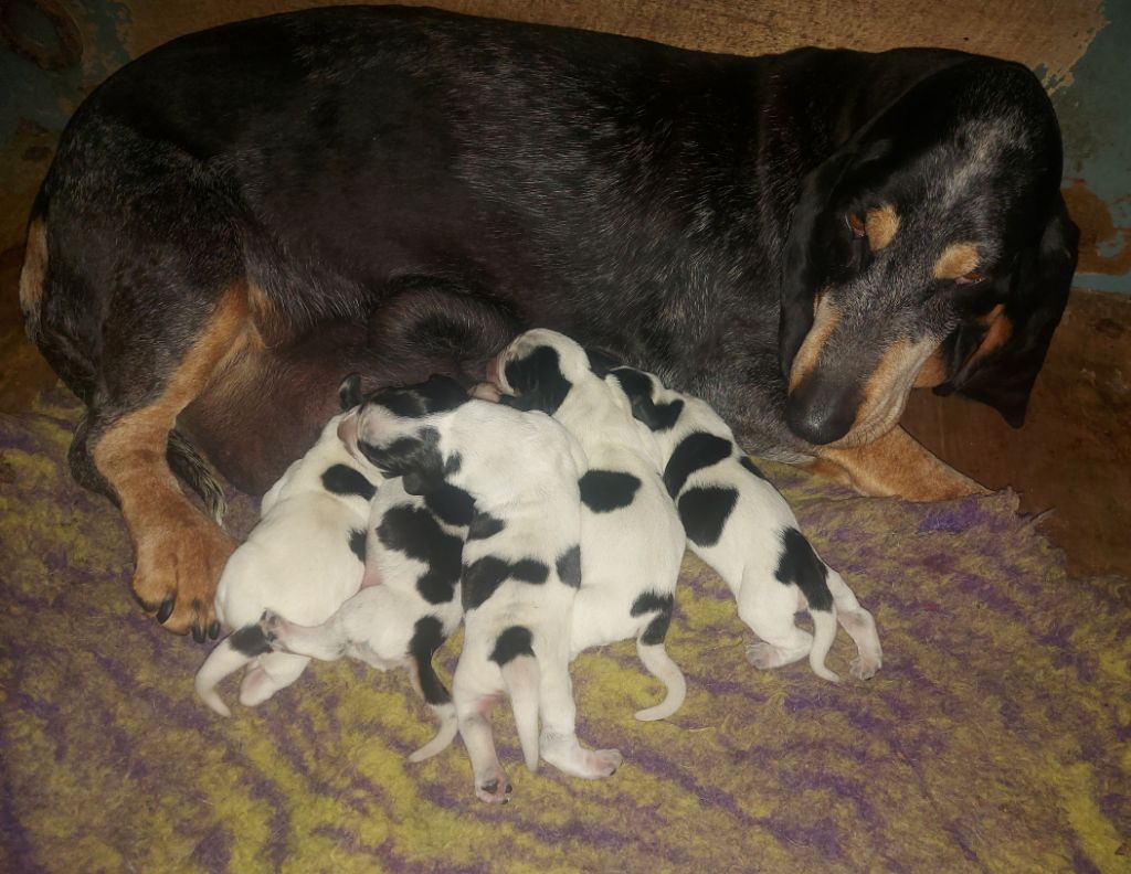 des vallées longeronnaises - Chiots disponibles - Basset bleu de Gascogne