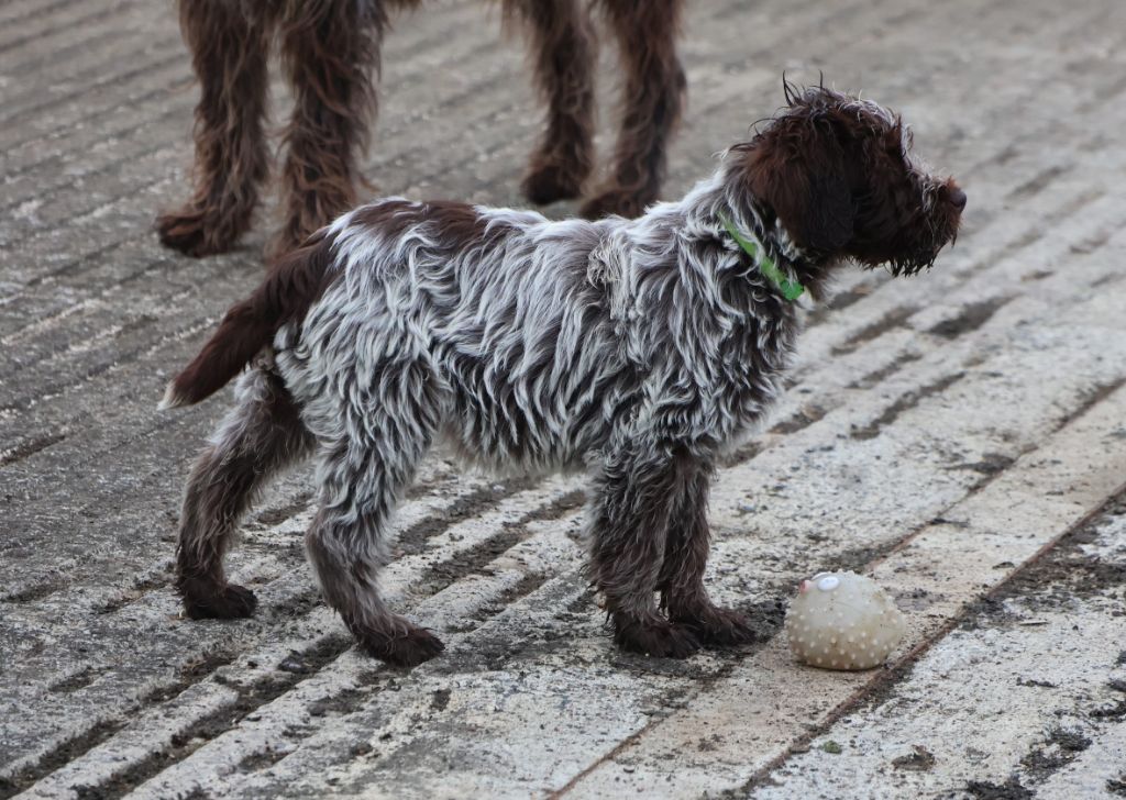 des vallées longeronnaises - Chiots disponibles - Griffon d'arrêt à poil dur Korthals