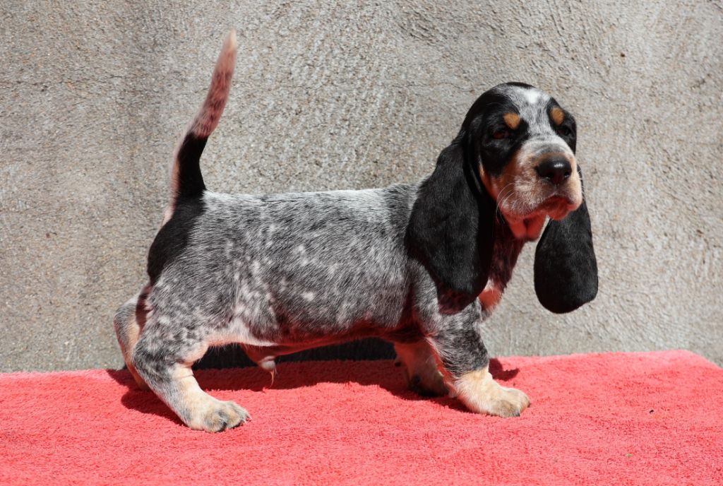des vallées longeronnaises - Chiots disponibles - Basset bleu de Gascogne