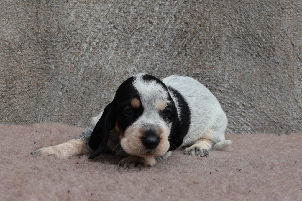des vallées longeronnaises - Chiots disponibles - Basset bleu de Gascogne