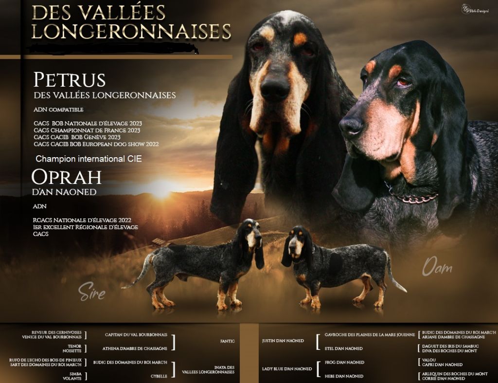 Chiot Basset bleu de Gascogne des vallées longeronnaises