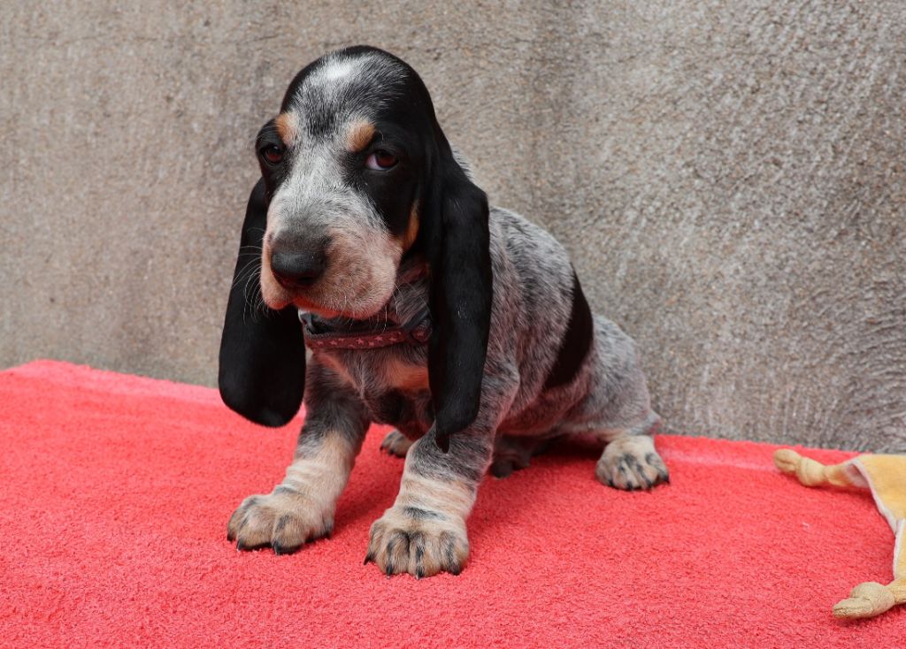 des vallées longeronnaises - Chiots disponibles - Basset bleu de Gascogne