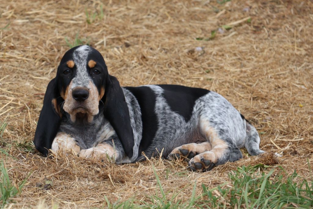 des vallées longeronnaises - Chiots disponibles - Basset bleu de Gascogne