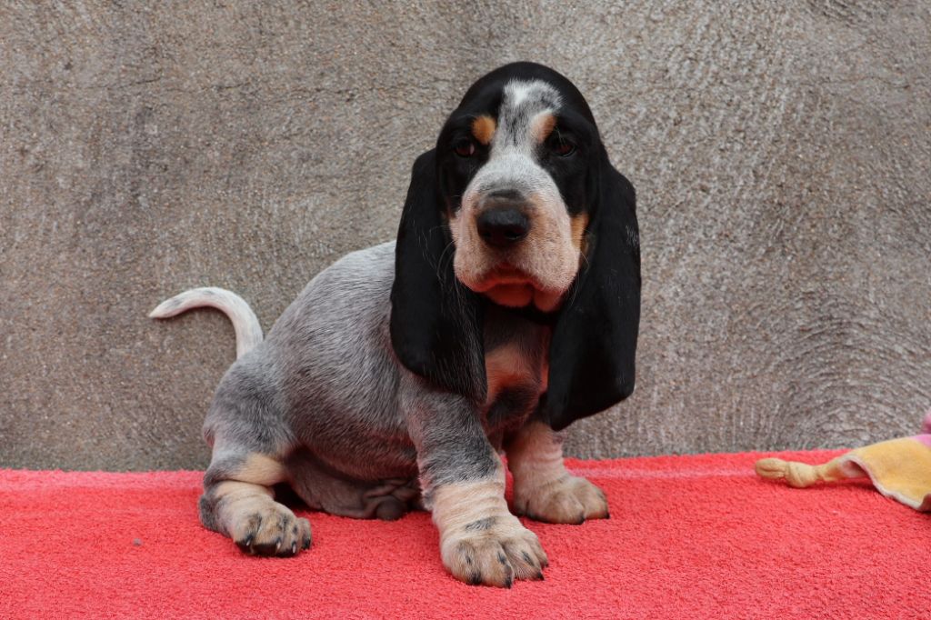 des vallées longeronnaises - Chiots disponibles - Basset bleu de Gascogne