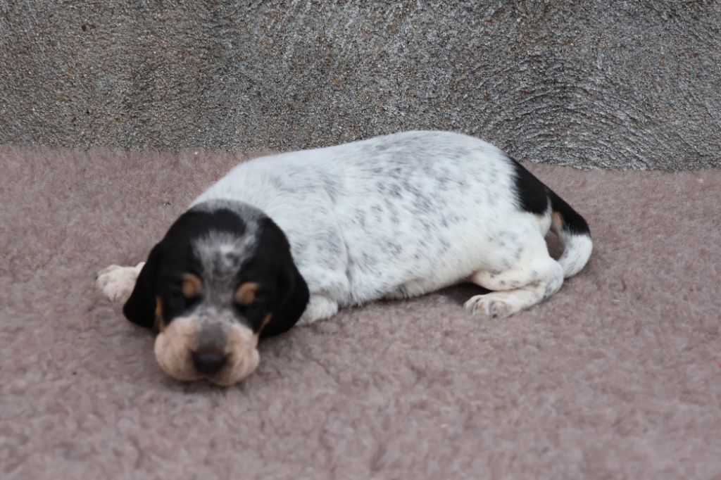 des vallées longeronnaises - Chiots disponibles - Basset bleu de Gascogne
