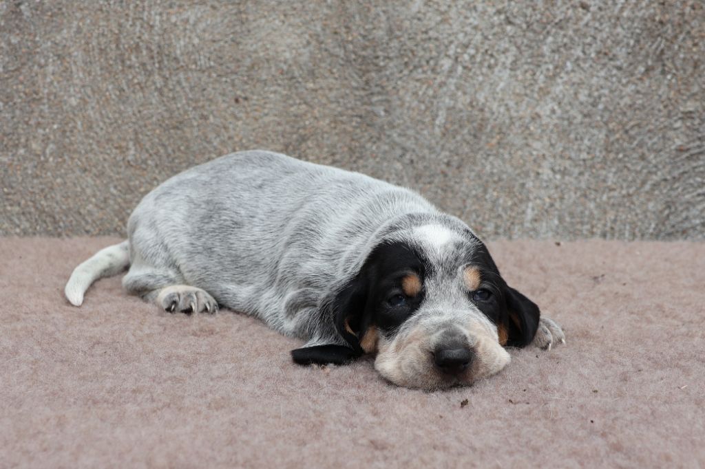 des vallées longeronnaises - Chiots disponibles - Basset bleu de Gascogne