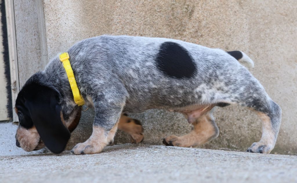 des vallées longeronnaises - Chiots disponibles - Basset bleu de Gascogne