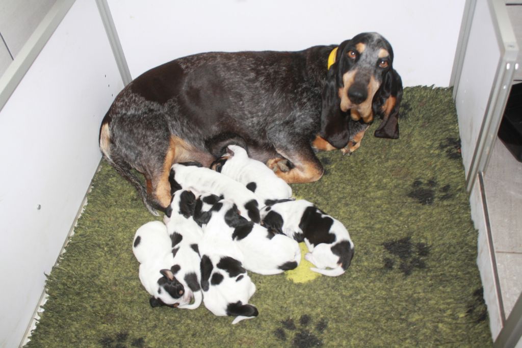 Chiot Basset bleu de Gascogne des vallées longeronnaises