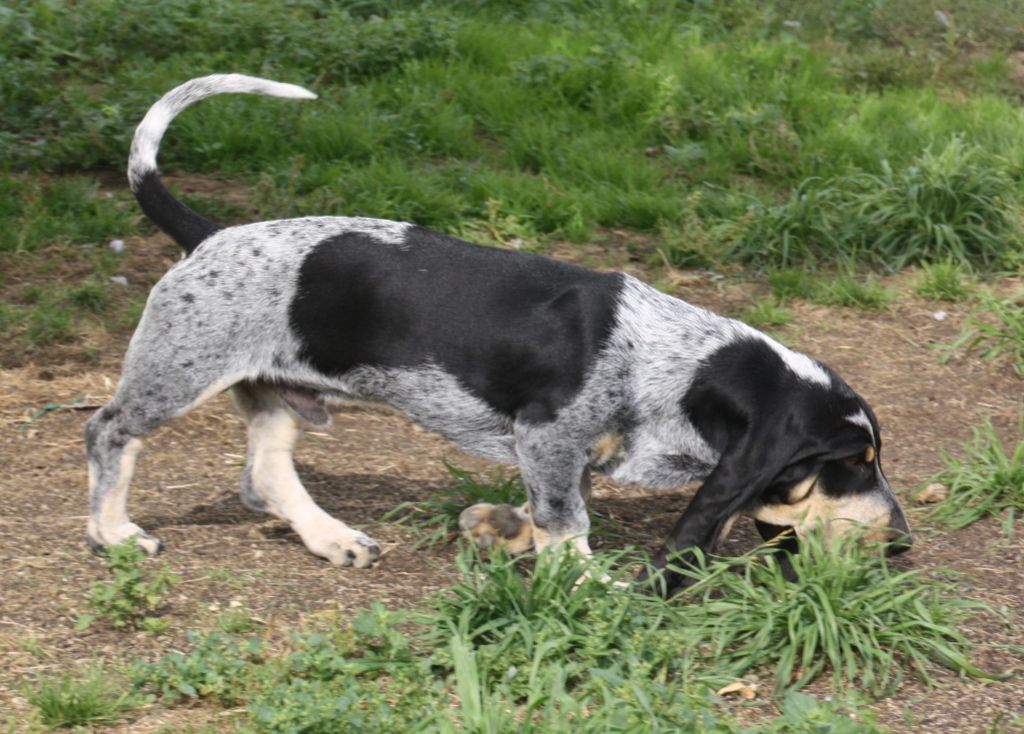 des vallées longeronnaises - Basset bleu de Gascogne - Portée née le 27/04/2023
