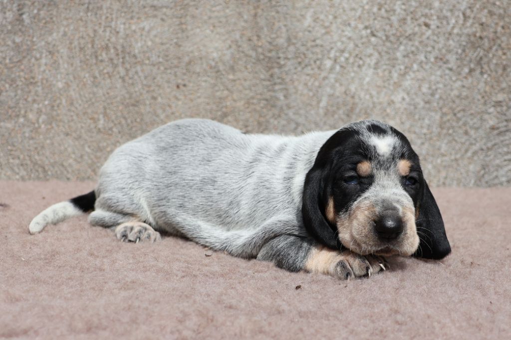 des vallées longeronnaises - Chiots disponibles - Basset bleu de Gascogne
