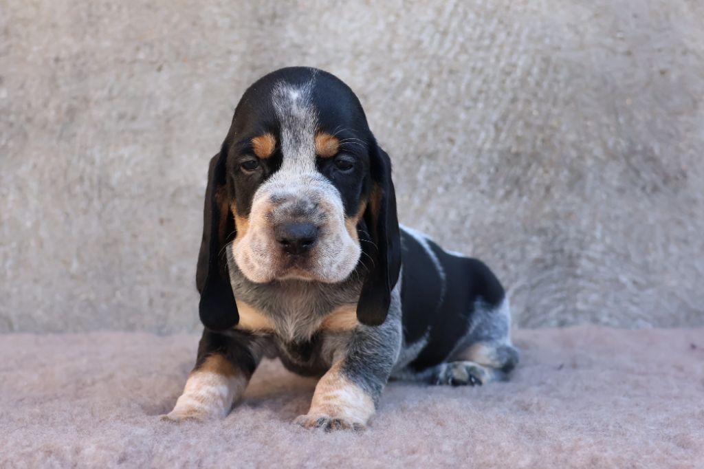 des vallées longeronnaises - Chiots disponibles - Basset bleu de Gascogne