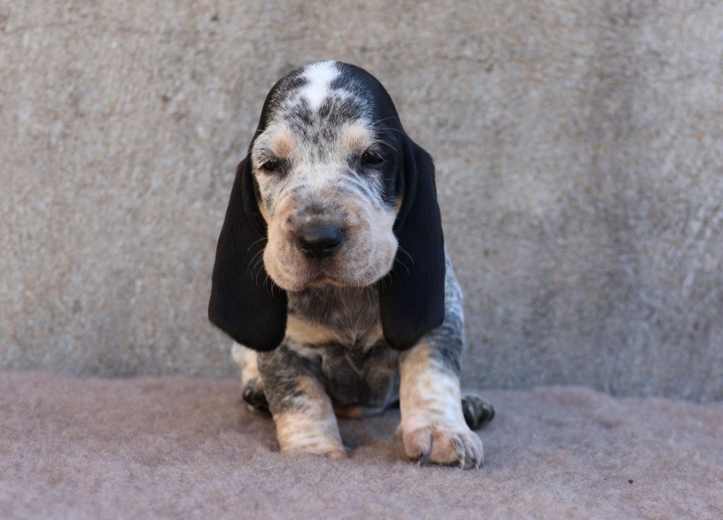 des vallées longeronnaises - Chiots disponibles - Basset bleu de Gascogne