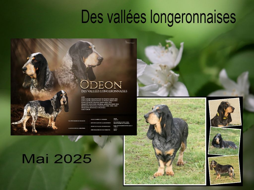 Chiot Basset bleu de Gascogne des vallées longeronnaises