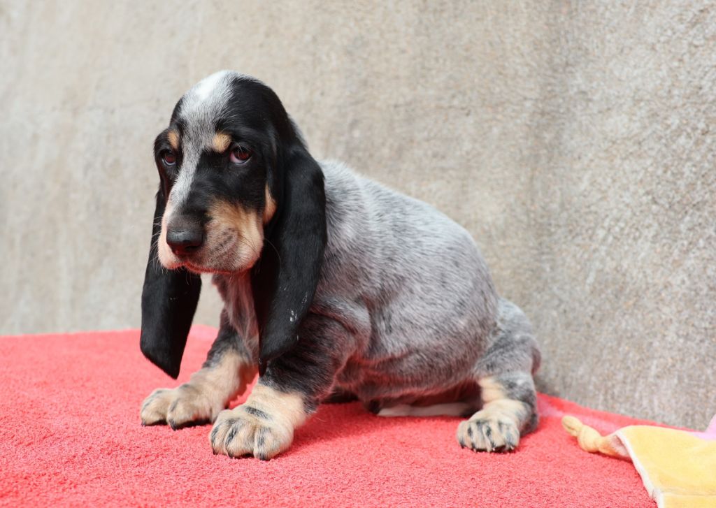 des vallées longeronnaises - Chiots disponibles - Basset bleu de Gascogne