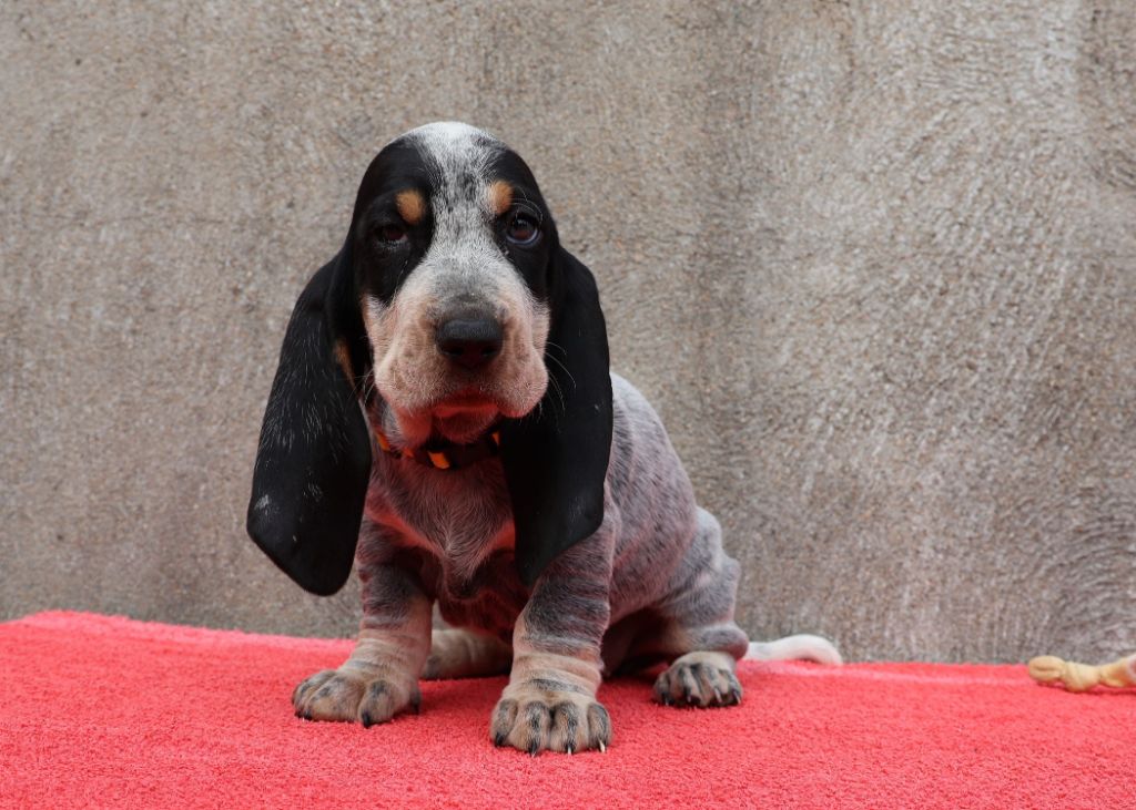 des vallées longeronnaises - Chiots disponibles - Basset bleu de Gascogne