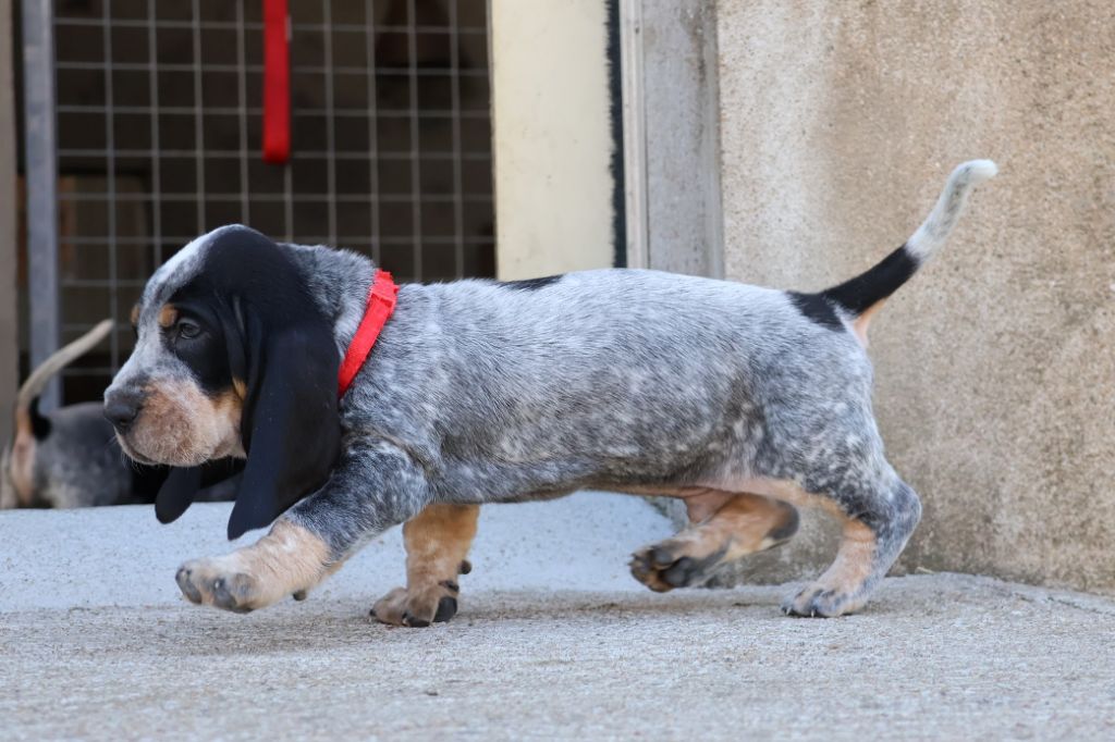 des vallées longeronnaises - Chiots disponibles - Basset bleu de Gascogne