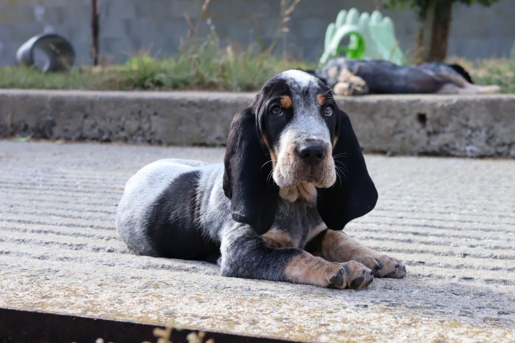 des vallées longeronnaises - Chiots disponibles - Basset bleu de Gascogne
