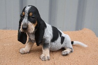 maggie