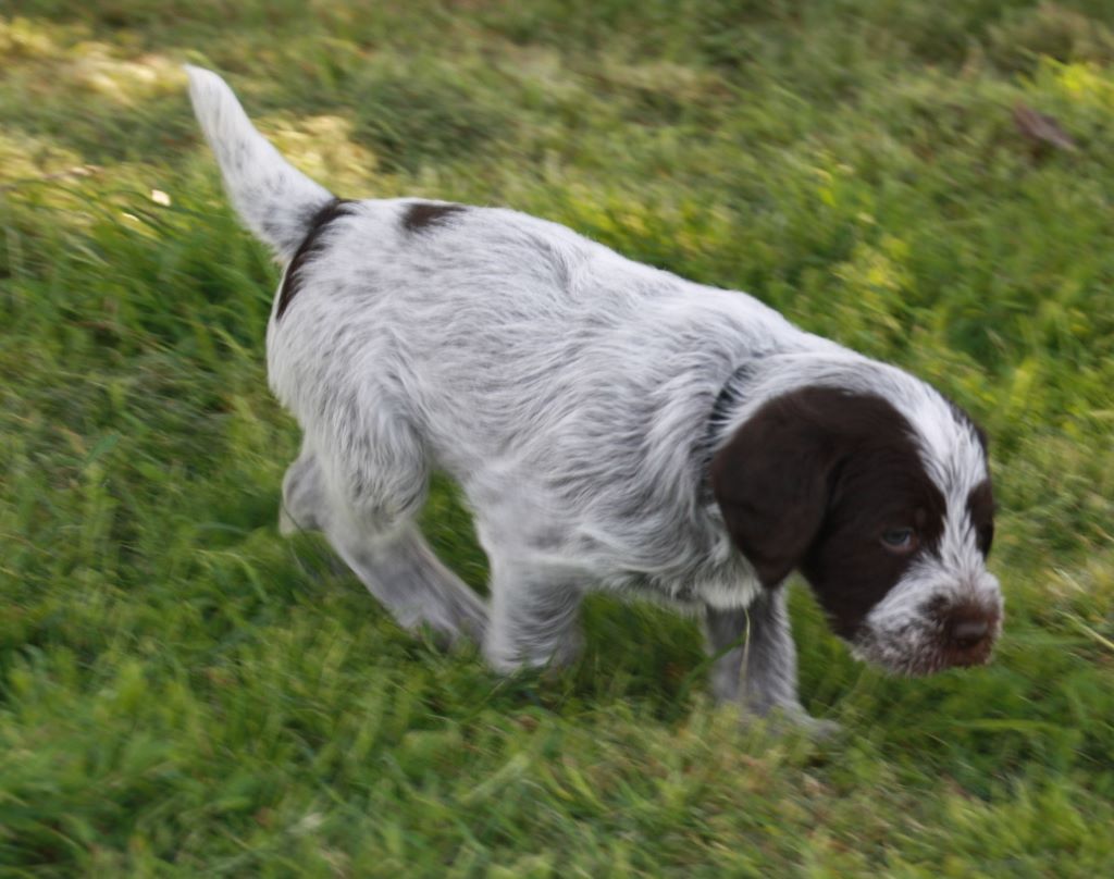 Paddy