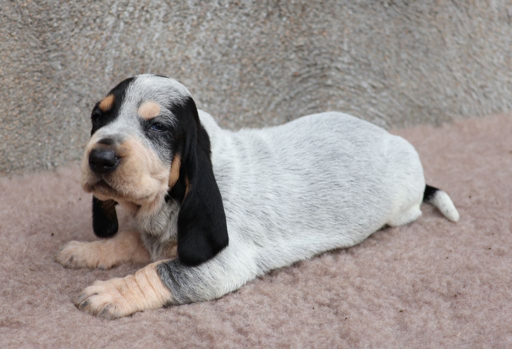 des vallées longeronnaises - Chiots disponibles - Basset bleu de Gascogne