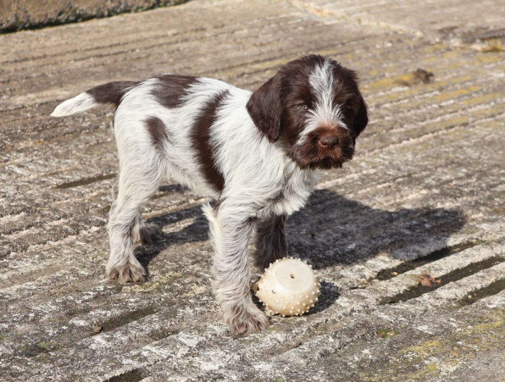 des vallées longeronnaises - Chiots disponibles - Griffon d'arrêt à poil dur Korthals