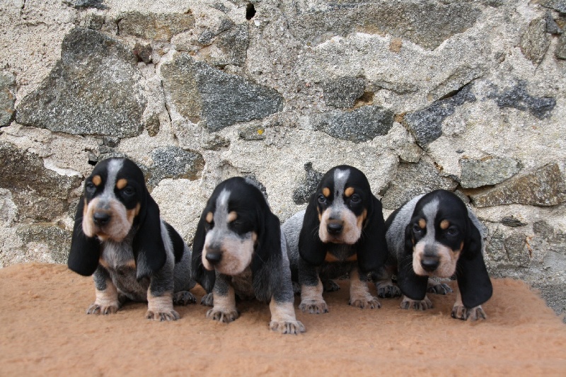 Chiot Basset bleu de Gascogne des vallées longeronnaises