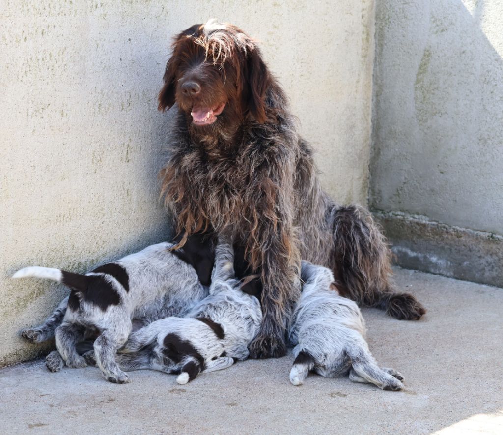 Chiot Griffon d'arrêt à poil dur Korthals des vallées longeronnaises
