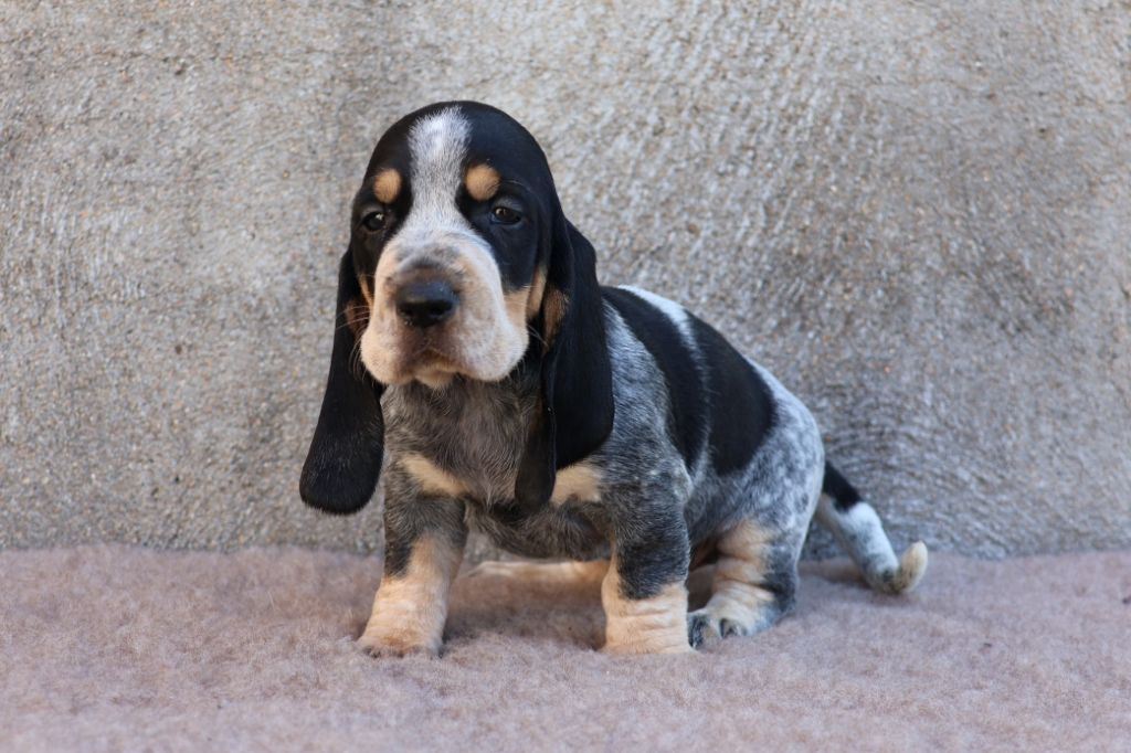 des vallées longeronnaises - Chiots disponibles - Basset bleu de Gascogne