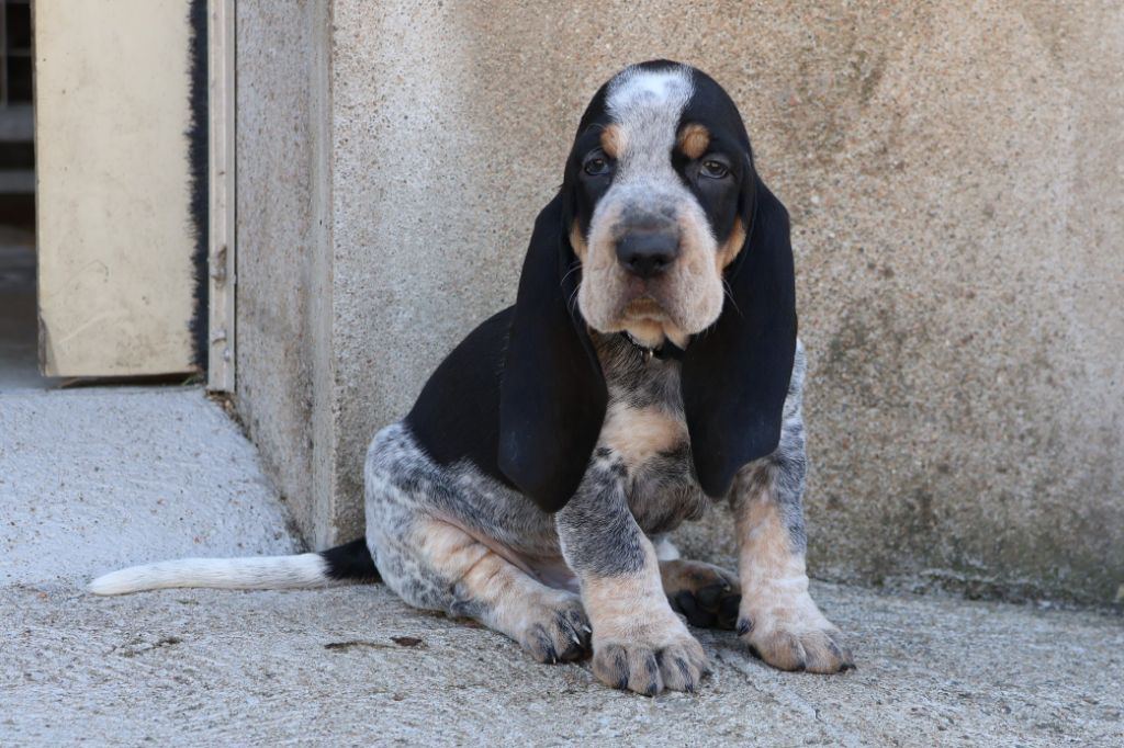 des vallées longeronnaises - Chiots disponibles - Basset bleu de Gascogne