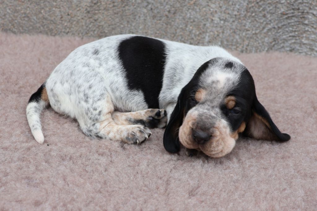 des vallées longeronnaises - Chiots disponibles - Basset bleu de Gascogne