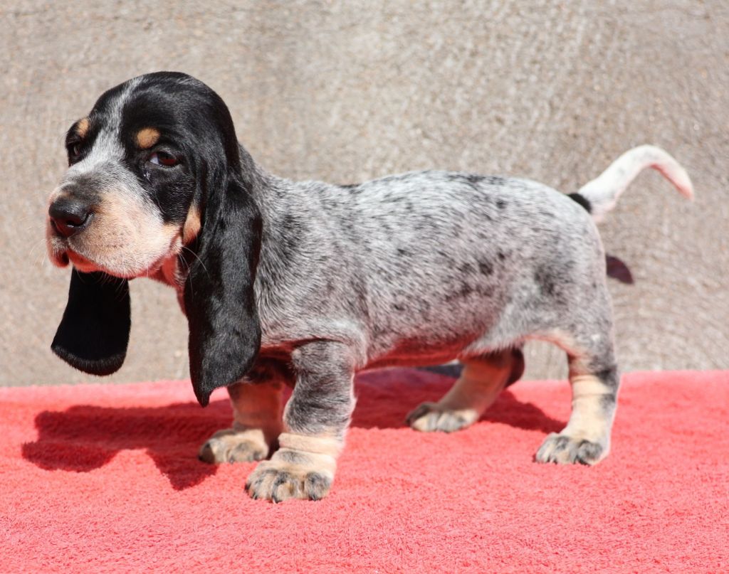 des vallées longeronnaises - Chiots disponibles - Basset bleu de Gascogne