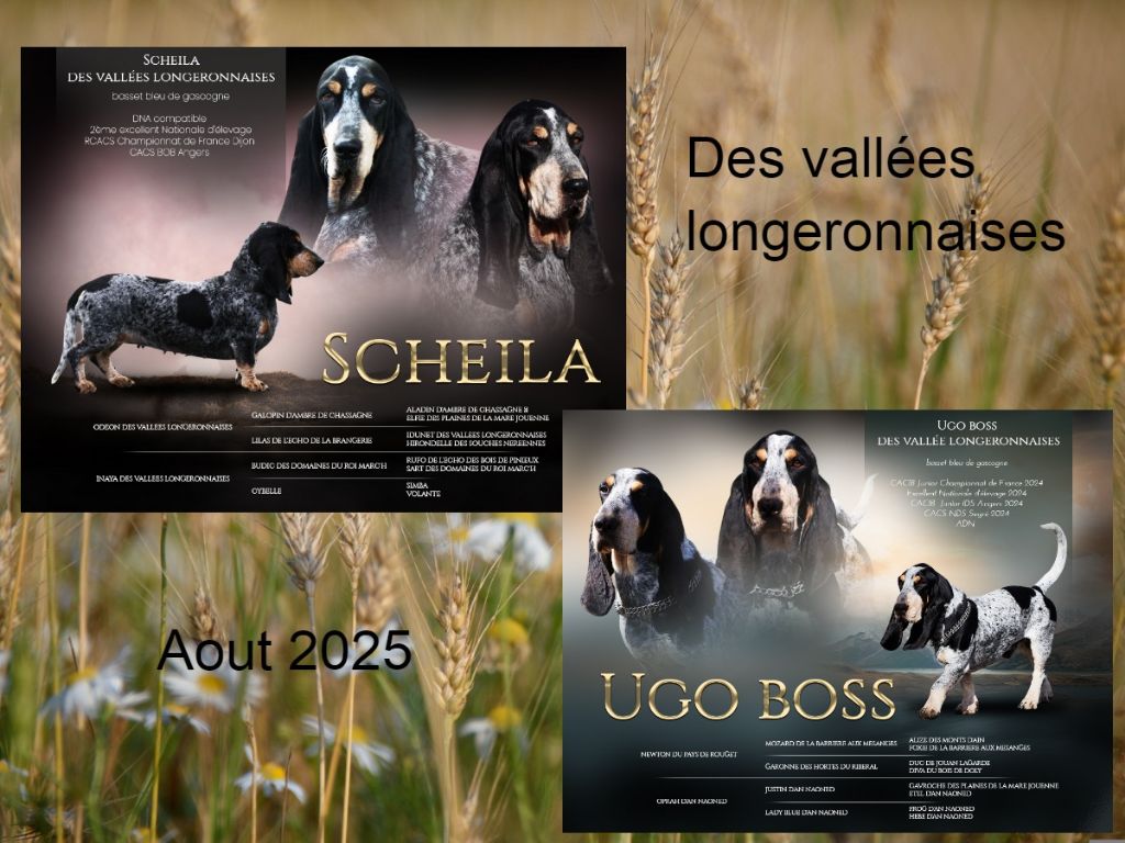 Chiot Basset bleu de Gascogne des vallées longeronnaises