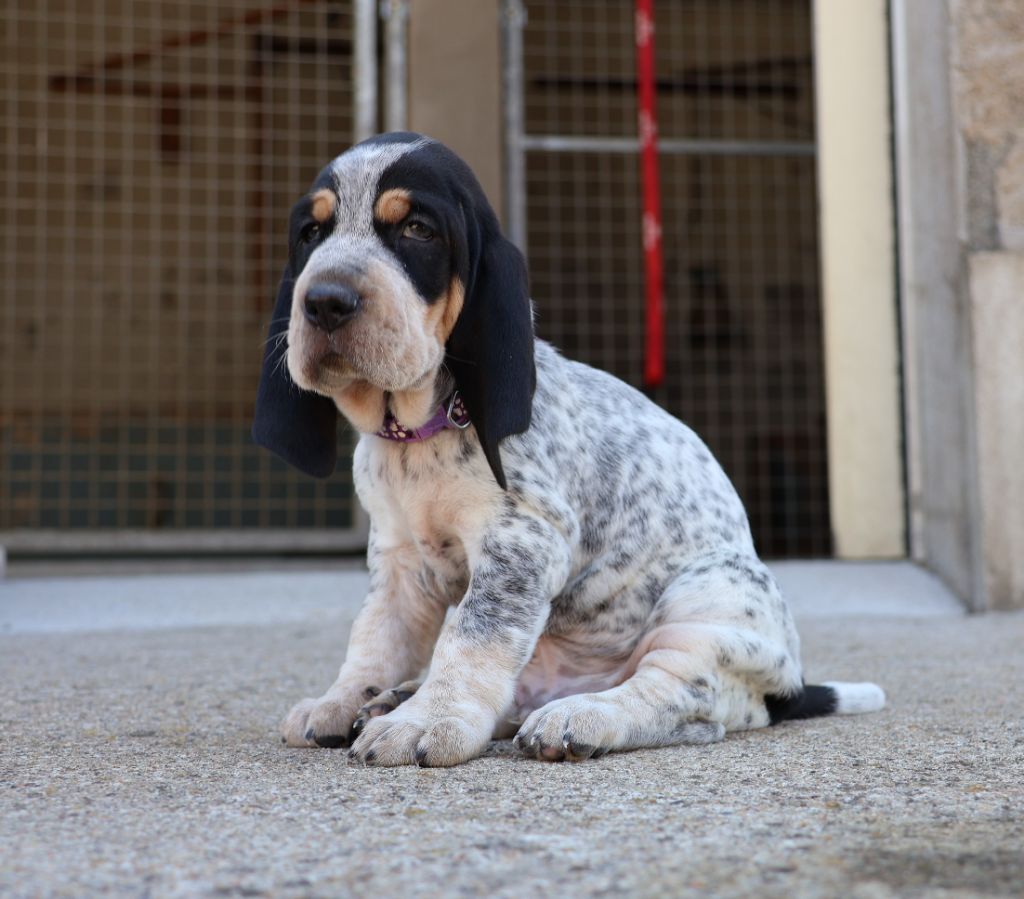 des vallées longeronnaises - Chiots disponibles - Basset bleu de Gascogne