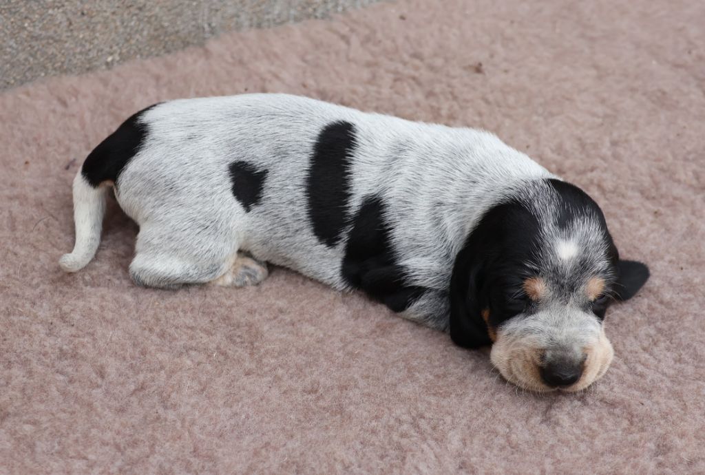 des vallées longeronnaises - Chiots disponibles - Basset bleu de Gascogne