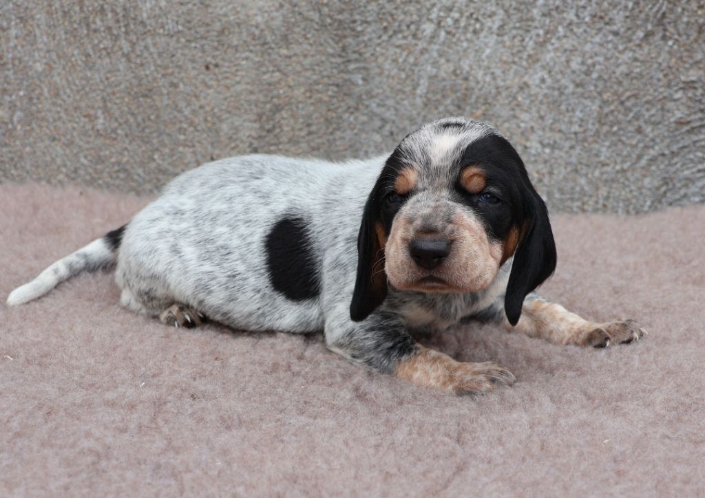 des vallées longeronnaises - Chiots disponibles - Basset bleu de Gascogne