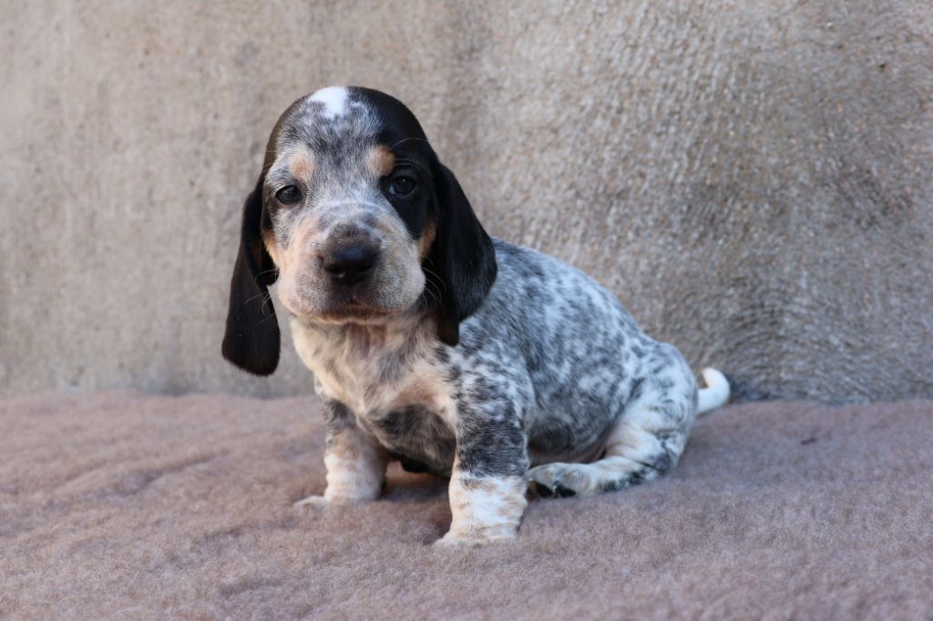 des vallées longeronnaises - Chiots disponibles - Basset bleu de Gascogne