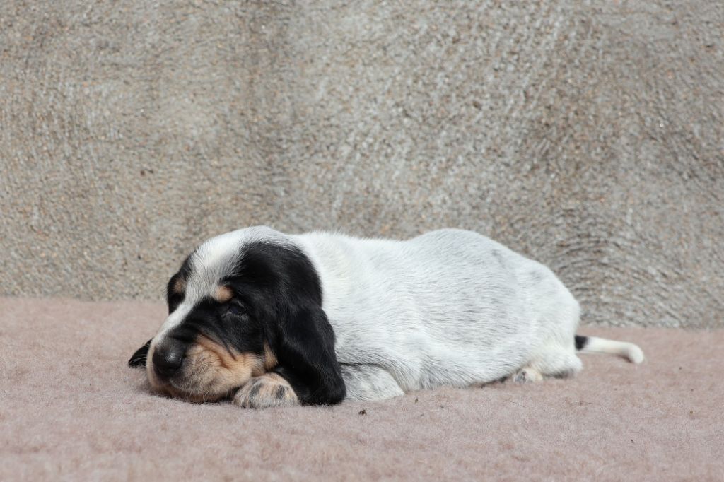 des vallées longeronnaises - Chiots disponibles - Basset bleu de Gascogne