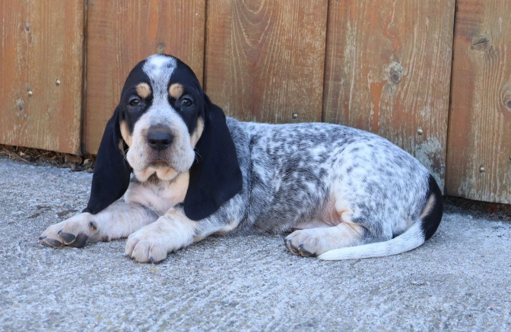 des vallées longeronnaises - Chiots disponibles - Basset bleu de Gascogne