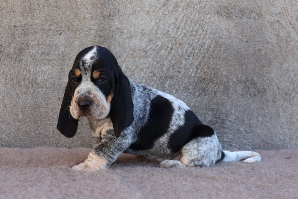 des vallées longeronnaises - Chiots disponibles - Basset bleu de Gascogne