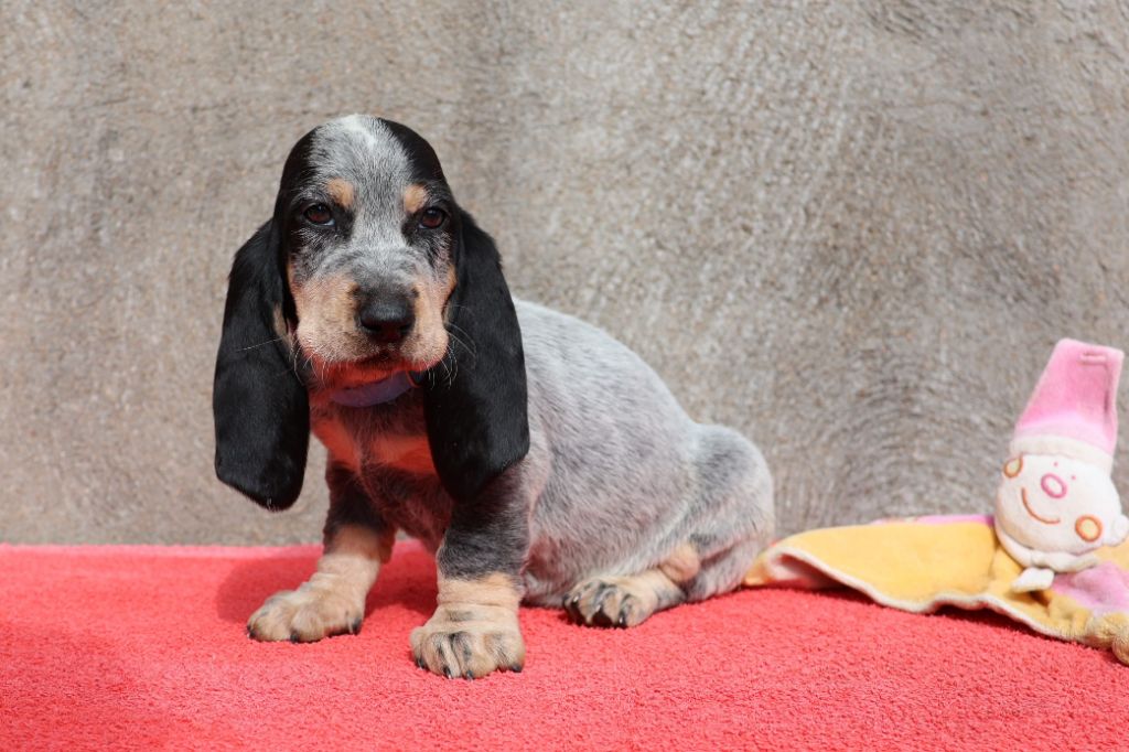 des vallées longeronnaises - Chiots disponibles - Basset bleu de Gascogne